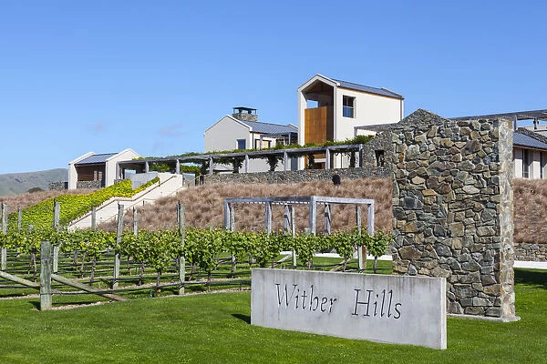 Wither Hills Vineyard, Blenheim, Marlborough, South Island, New Zealand