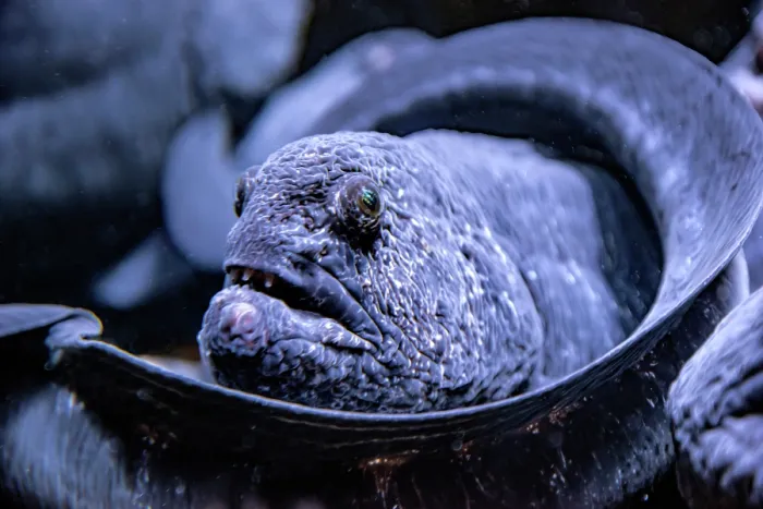 Framed Print : Wolf Eel (Anarrhichthys ocellatus) - captive, Toronto, Ontario, Canada Framed Print : Wolf Eel (Anarrhichthys ocellatus) - captive, Toronto, Ontario, Canada