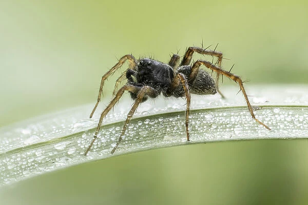 Wolf Spider (Pardosa sp. ), Male, on dew-covered grass, Sturminster Newton, Dorset