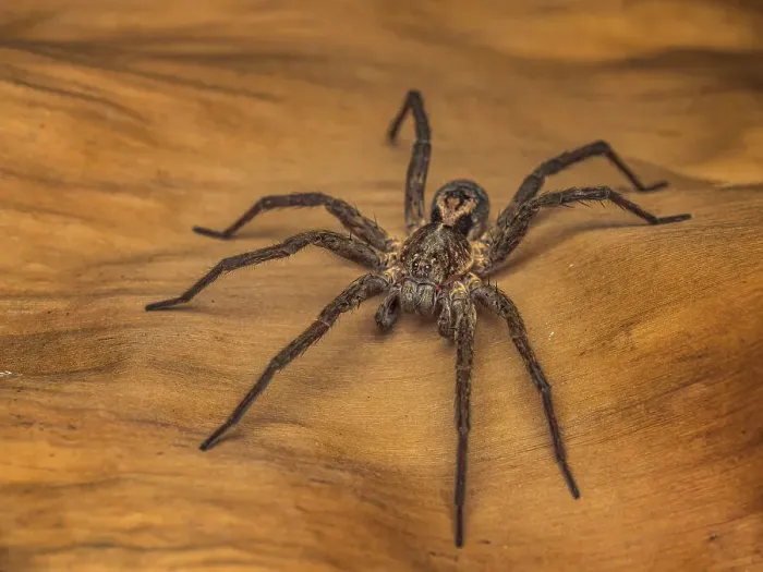 Framed Print : Wolf Spider, Turrialba, Cartago, Costa Rica Framed Print : Wolf Spider, Turrialba, Cartago, Costa Rica