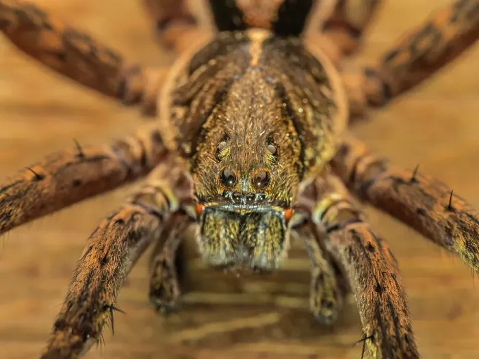 Framed Print : Wolf Spider, Turrialba, Cartago, Costa Rica Framed Print : Wolf Spider, Turrialba, Cartago, Costa Rica