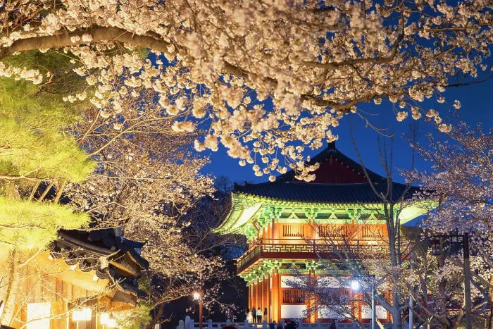 Framed Print : Woljeonggyo Bridge and cherry blossom at dusk, Gyeongju, South Korea Framed Print : Woljeonggyo Bridge and cherry blossom at dusk, Gyeongju, South Korea
