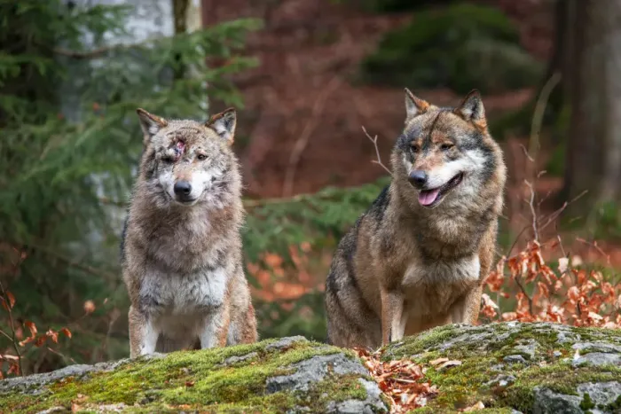Framed Print : Two wolves scouting the environment in the Bayerischer Wald Park, Germany Framed Print : Two wolves scouting the environment in the Bayerischer Wald Park, Germany