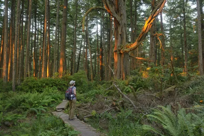 Framed Print : Woman admiring the forest at Cape Alava, Olympic National Park, Clallam County, Washington Framed Print : Woman admiring the forest at Cape Alava, Olympic National Park, Clallam County, Washington