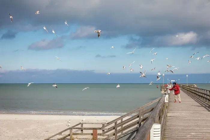 Framed Print : Woman feeding seagulls on the pier in Prerow, Mecklenburg-Western Pomerania, Baltic Sea, Northern Germany, Germany