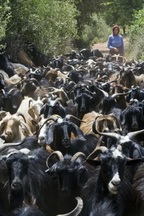 Framed Print : Woman herding goats near Antalya, Mediterranean Coast, Turkey Framed Print : Woman herding goats near Antalya, Mediterranean Coast, Turkey