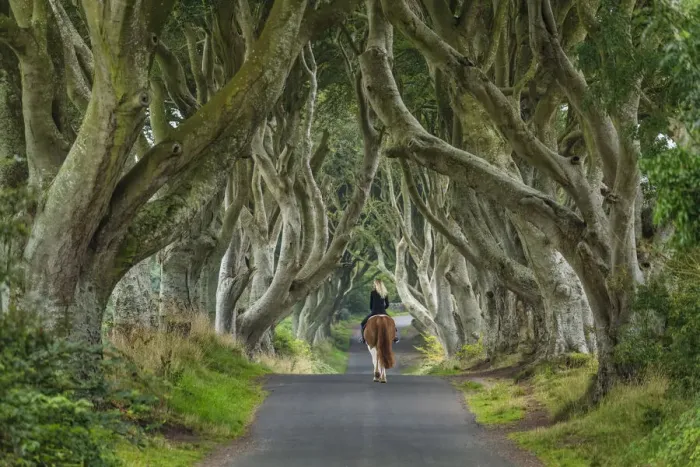 Framed Print : Woman on Horse along Dark Hedges Road, County, Antrim, Northern Ireland