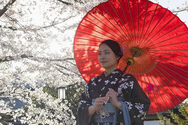 Woman in kimono under cherry blossom, Kyoto, Kansai, Japan (MR)