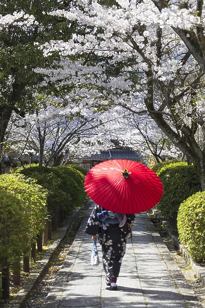 Woman in kimono walking in garden with cherry blossom, Kyoto, Kansai, Japan (MR)