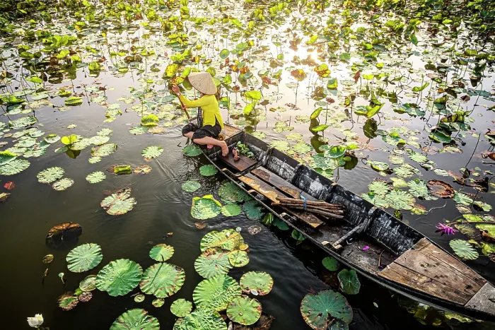 Framed Print : Woman navigating a boat through lotus leaves on a river in the Mekong Delta, Vietnam. (MR) Framed Print : Woman navigating a boat through lotus leaves on a river in the Mekong Delta, Vietnam. (MR)