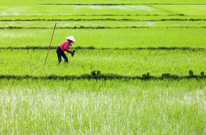 Framed Print : Woman planting rice, North Vietnam Framed Print : Woman planting rice, North Vietnam