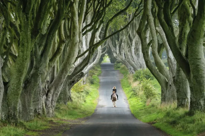 Framed Print : Woman Riding Horse along Dark Hedges Road, County, Antrim Framed Print : Woman Riding Horse along Dark Hedges Road, County, Antrim