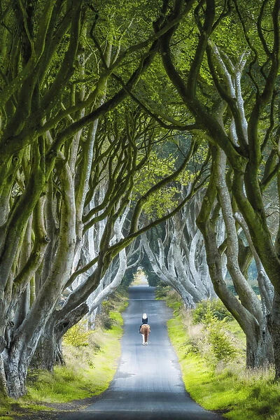 Woman Riding Horse along Dark Hedges Road, County, Antrim