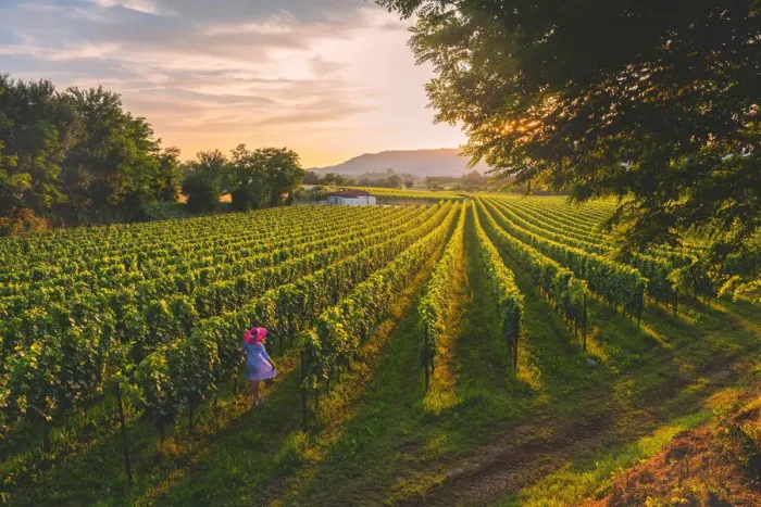 Framed Print : Woman in rows, Franciacorta, Lombardy district, Brescia province, Italy. (MR)