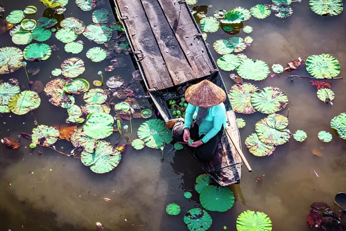 Framed Print : Woman sitting on a boat in a river full of lotus leaves, Mekong Delta, Vietnam. (MR)