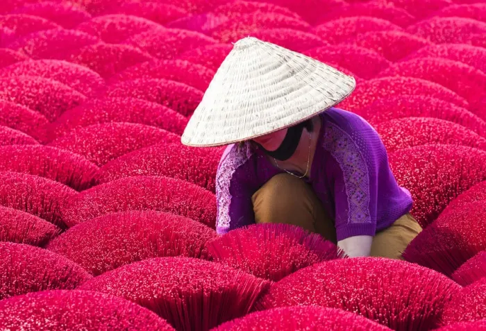 Framed Print : A woman sorting out the incense sticks drying in the sun, Hung Yen province, Vietnam Framed Print : A woman sorting out the incense sticks drying in the sun, Hung Yen province, Vietnam