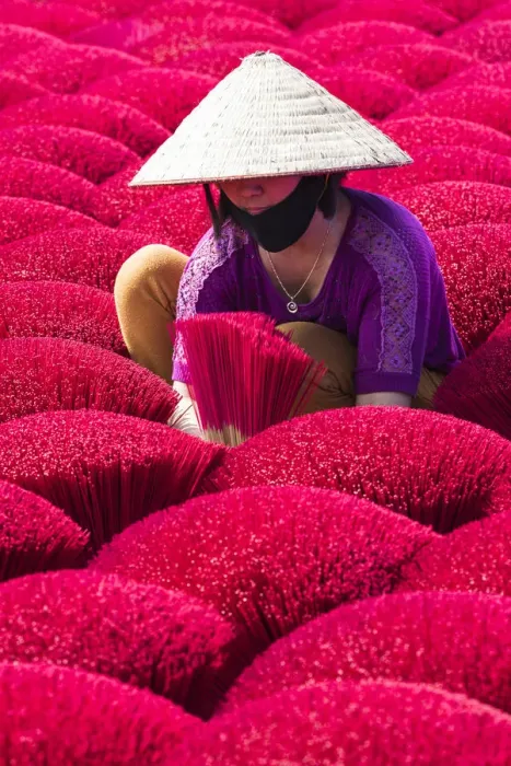 Framed Print : A woman sorting out the incense sticks drying in the sun, Hung Yen province, Vietnam Framed Print : A woman sorting out the incense sticks drying in the sun, Hung Yen province, Vietnam