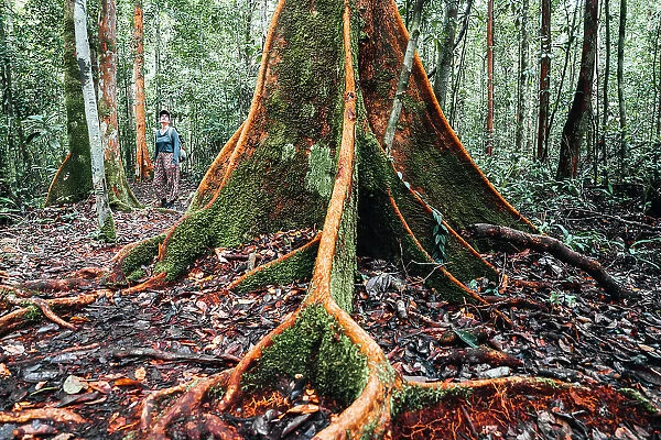 Woman standing near a giant tropical tree in the Borneo forest, Indonesia
