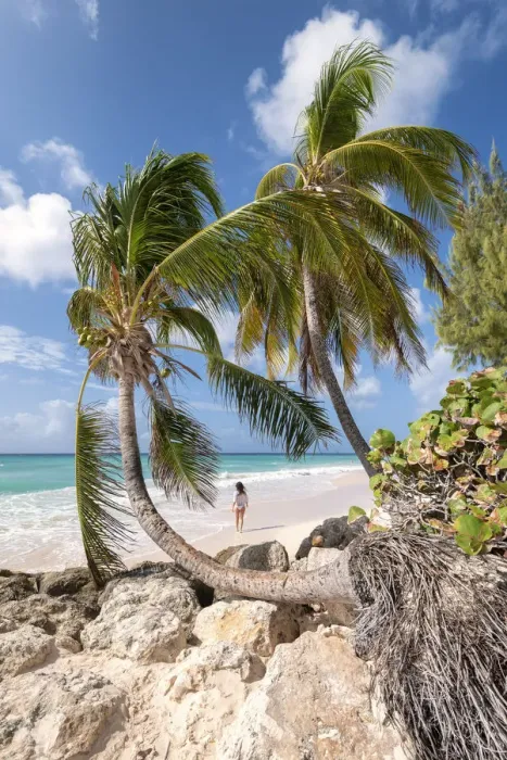 Framed Print : Woman walks on the beach framed from curved palm trees, Dover Beach, Oistins Framed Print : Woman walks on the beach framed from curved palm trees, Dover Beach, Oistins