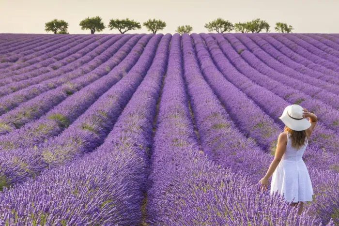Framed Print : A woman in white dress in the fields of lavender near Valensole, Alpes-de-Haute-Provence Framed Print : A woman in white dress in the fields of lavender near Valensole, Alpes-de-Haute-Provence