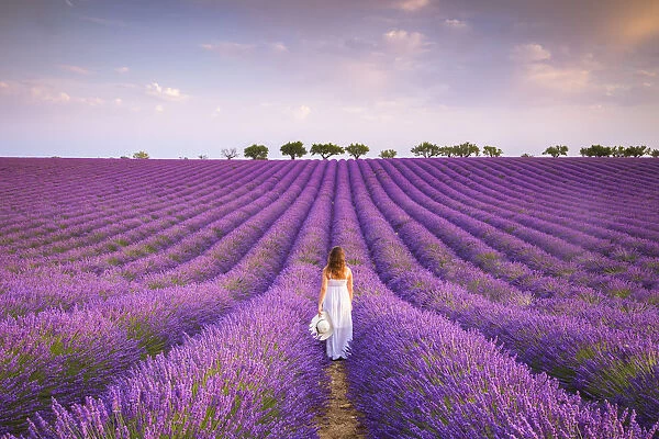 A woman in white dress in the fields of lavender near Valensole, Alpes-de-Haute-Provence