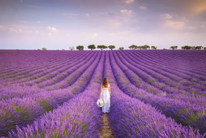 Framed Print : A woman in white dress in the fields of lavender near Valensole, Alpes-de-Haute-Provence Framed Print : A woman in white dress in the fields of lavender near Valensole, Alpes-de-Haute-Provence