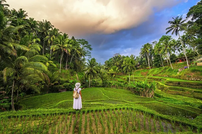 Framed Print : Woman in white dress and sun hat standing in the middle of green rice terraces, Ubud, Bali, Indonesia Framed Print : Woman in white dress and sun hat standing in the middle of green rice terraces, Ubud, Bali, Indonesia