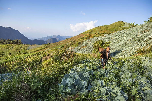 A woman working in the field near a Hmong village in Mae Hong Son provence