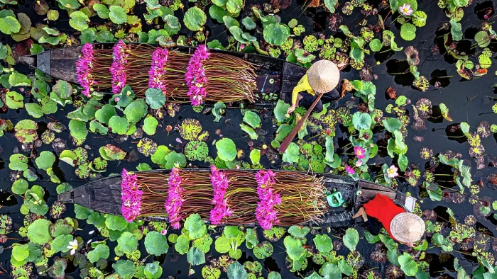 Framed Print : Women on boats carrying pink lily flowers in the lotus-covered Mekong River, Vietnam. (MR) Framed Print : Women on boats carrying pink lily flowers in the lotus-covered Mekong River, Vietnam. (MR)