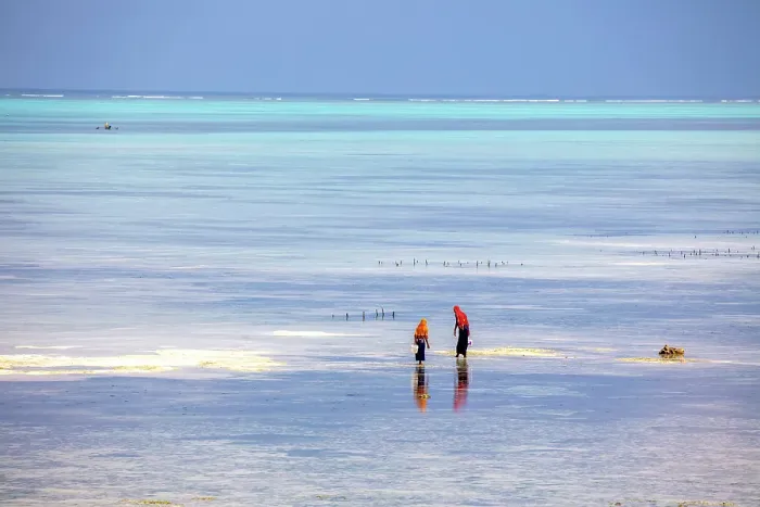 Framed Print : Women collecting seaweed, Jambiani, Zanzibar, Tanzania Framed Print : Women collecting seaweed, Jambiani, Zanzibar, Tanzania