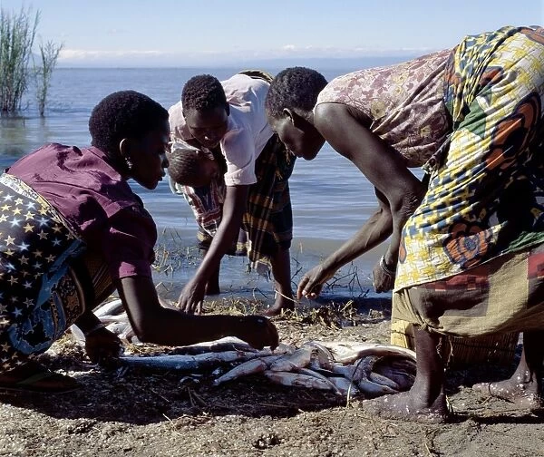 Women divide up a fish catch, Lake Rukwa
