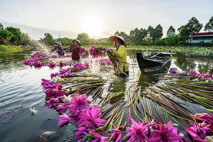 Framed Print : Women harvesting lily flower plants from Mekong Delta, Vietnam. (MR) Framed Print : Women harvesting lily flower plants from Mekong Delta, Vietnam. (MR)