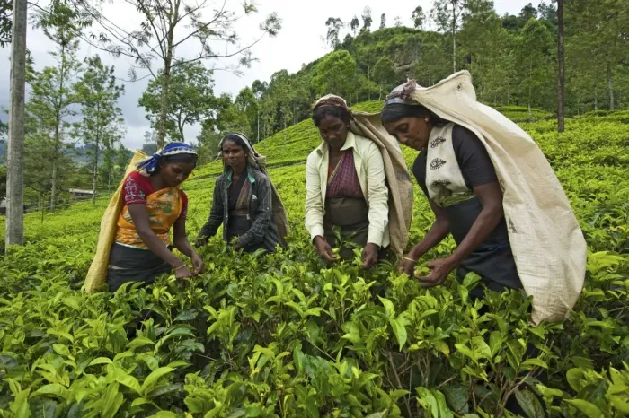 Framed Print : Women harvesting tea, Nuwara Eliya, Sri Lanka Framed Print : Women harvesting tea, Nuwara Eliya, Sri Lanka