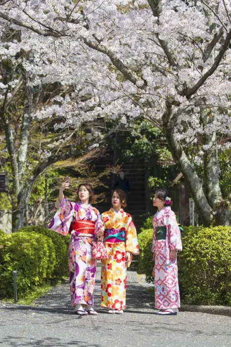 Framed Print : Women in kimonos in garden with cherry blossom, Kyoto, Kansai, Japan Framed Print : Women in kimonos in garden with cherry blossom, Kyoto, Kansai, Japan