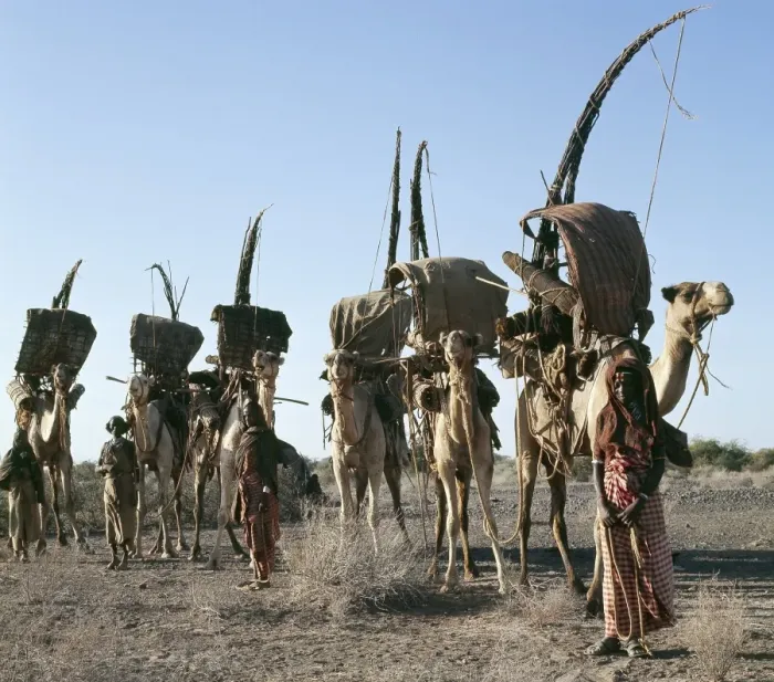 Framed Print : Women of the nomadic Gabbra tribe prepare to move their Framed Print : Women of the nomadic Gabbra tribe prepare to move their