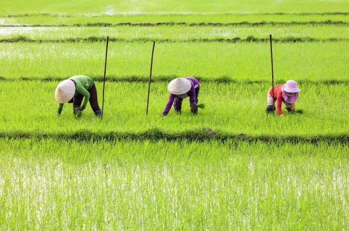 Framed Print : Women planting rice, North Vietnam Framed Print : Women planting rice, North Vietnam