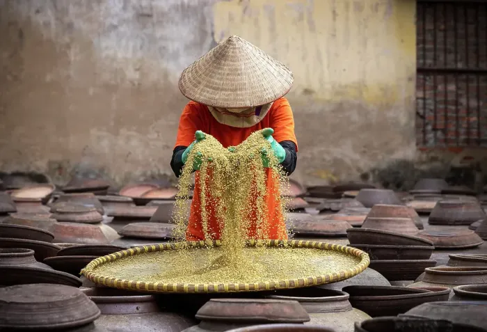 Framed Print : Women sifting soya beans, Ban Village soy sauce factory, near Hanoi, Vietnam Framed Print : Women sifting soya beans, Ban Village soy sauce factory, near Hanoi, Vietnam