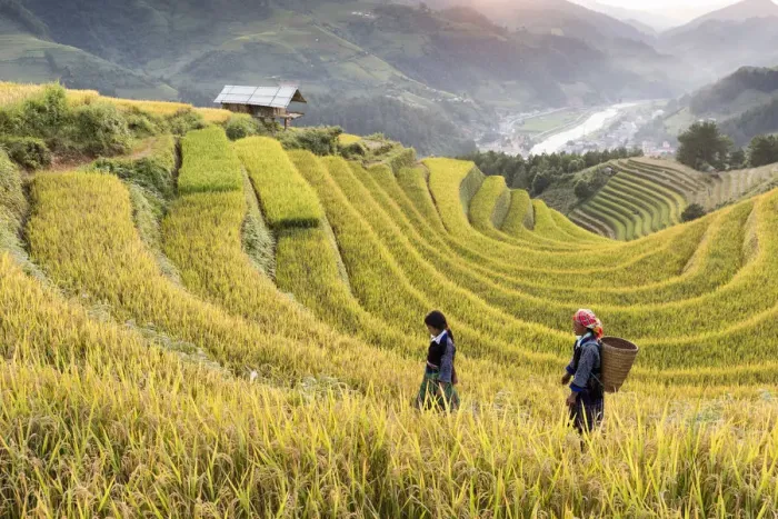 Framed Print : Two women walk though fields of rice terraces at sunset, Mu Cang Chai, Yen Bai Province Framed Print : Two women walk though fields of rice terraces at sunset, Mu Cang Chai, Yen Bai Province