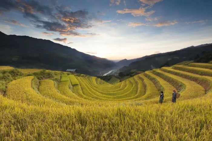 Framed Print : Two women walk though fields of rice terraces at sunset, Mu Cang Chai Yen Bai Province Framed Print : Two women walk though fields of rice terraces at sunset, Mu Cang Chai Yen Bai Province
