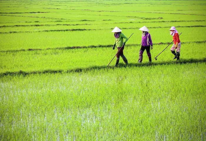 Framed Print : Women working in rice paddies, North Vietnam Framed Print : Women working in rice paddies, North Vietnam