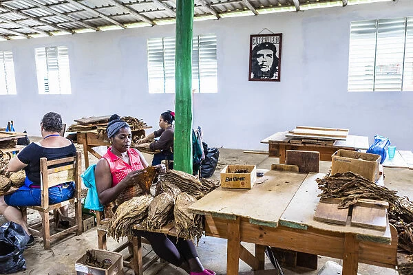 Women working in a state run cigar factory in Vinales, Pinar del Rio Province, Cuba