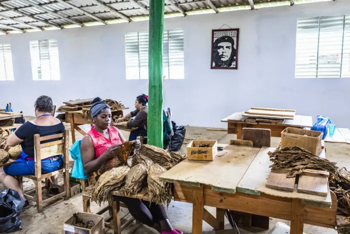 Framed Print : Women working in a state run cigar factory in Vinales, Pinar del Rio Province, Cuba Framed Print : Women working in a state run cigar factory in Vinales, Pinar del Rio Province, Cuba