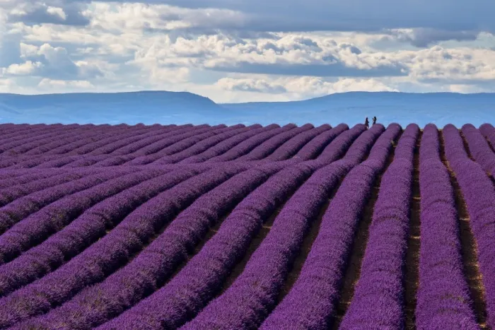 Framed Print : A wonderful day in valensole in purple waves of the sea, Valensole Plateau, Provence Framed Print : A wonderful day in valensole in purple waves of the sea, Valensole Plateau, Provence
