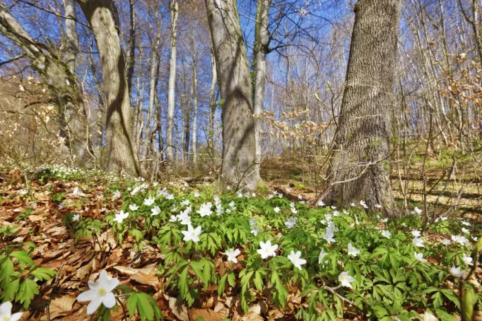Framed Print : Wood anemone in beech forest - Germany, Bavaria, Upper Bavaria, Starnberg Framed Print : Wood anemone in beech forest - Germany, Bavaria, Upper Bavaria, Starnberg