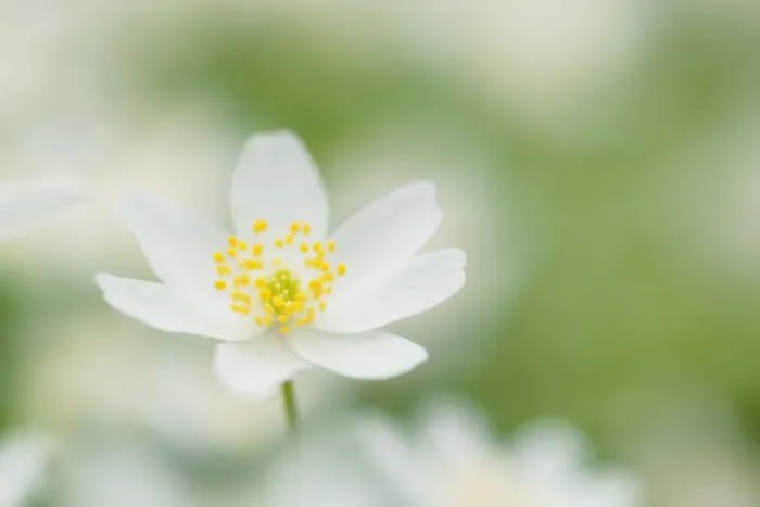 Framed Print : Wood Anemone (Wood anemones nemorosa), Hainich National Park, Thuringia, Germany Framed Print : Wood Anemone (Wood anemones nemorosa), Hainich National Park, Thuringia, Germany
