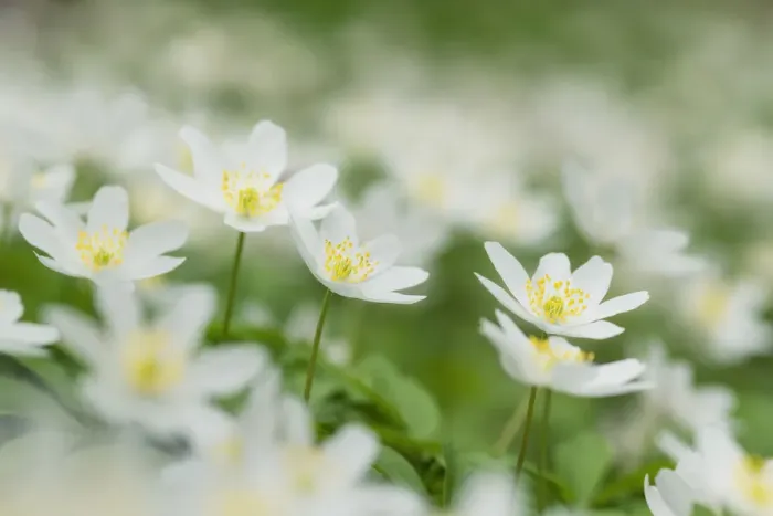 Framed Print : Wood Anemone (Wood anemones nemorosa), Hainich National Park, Thuringia, Germany Framed Print : Wood Anemone (Wood anemones nemorosa), Hainich National Park, Thuringia, Germany