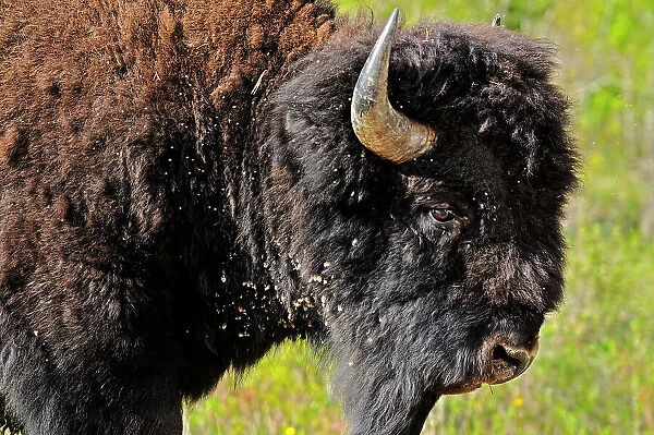 Wood bison (Bison bison athabascae) Wood Buffalo National Park, Northwest Territories, Canada
