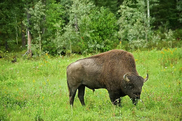 Wood bison ( Bison bison athabascae) Liard River Provincial Park, British Columbia, Canada