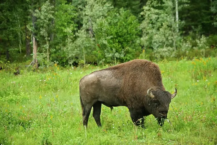 Framed Print : Wood bison ( Bison bison athabascae) Liard River Provincial Park, British Columbia, Canada Framed Print : Wood bison ( Bison bison athabascae) Liard River Provincial Park, British Columbia, Canada