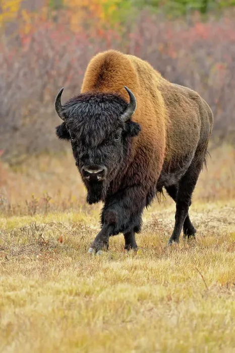 Framed Print : Wood bison / buffalo (Bison bison athabascae) Roadside bull in autumn, Behchoko, Northwest Territories, Canada Framed Print : Wood bison / buffalo (Bison bison athabascae) Roadside bull in autumn, Behchoko, Northwest Territories, Canada